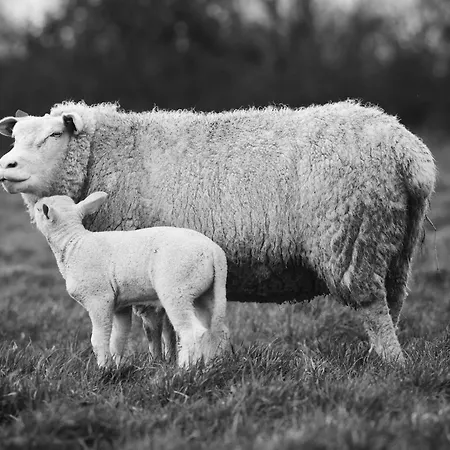 Ferme De Franqueville Hébergement de vacances Sainte-Marie-du-Mont (Manche)