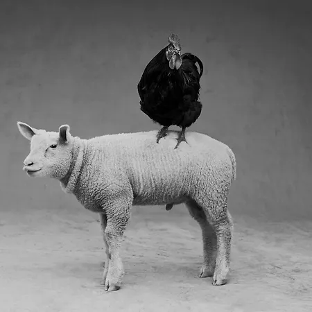 Ferme De Franqueville Sainte-Marie-du-Mont (Manche)