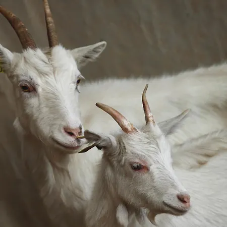 Semesterbostad Ferme De Franqueville