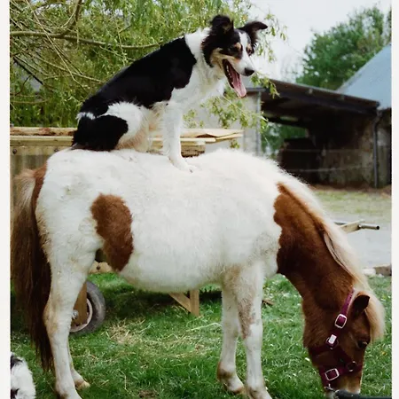 Ferme De Franqueville * Sainte-Marie-du-Mont (Manche)