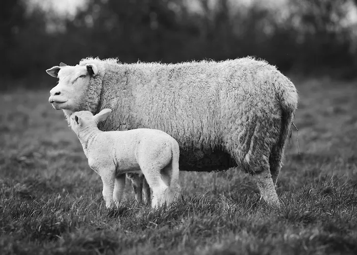 Ferme De Franqueville Hébergement de vacances Sainte-Marie-du-Mont (Manche)
