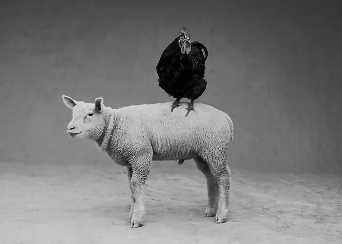 Ferme De Franqueville Sainte-Marie-du-Mont (Manche)