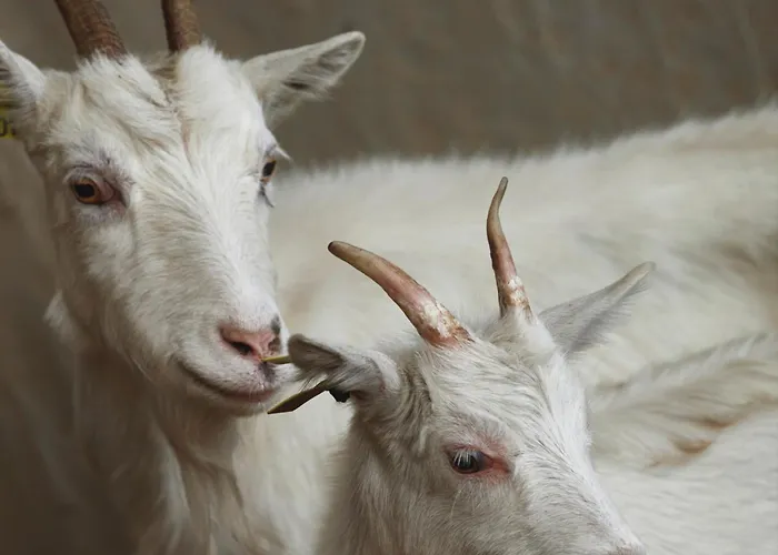 Casa vacanze Ferme De Franqueville