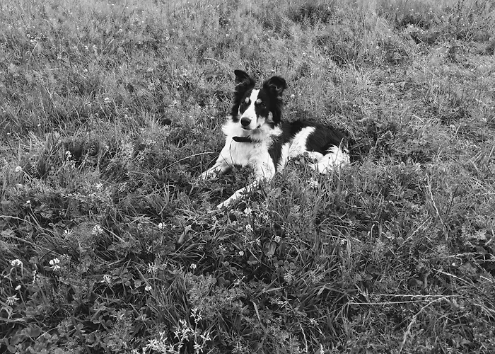 Ferme De Franqueville *