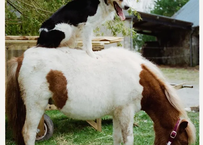 Ferme De Franqueville * Sainte-Marie-du-Mont (Manche)