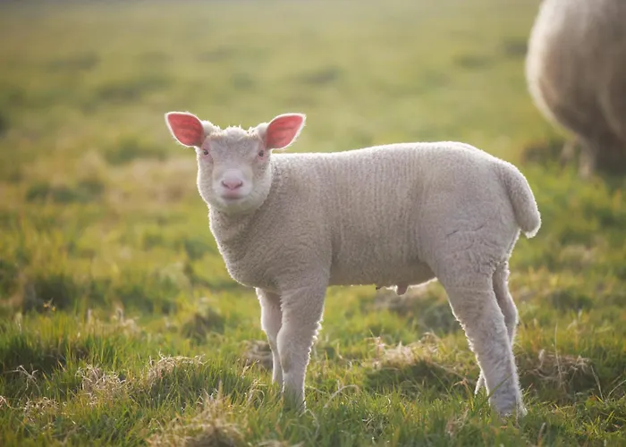 Ferme De Franqueville